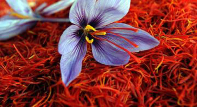 Afghanistan Capable to Produce 14 Tons of Saffron Annually